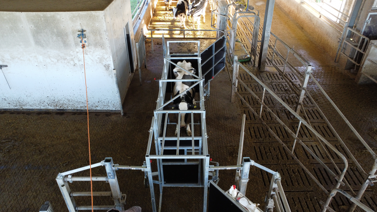 Silberne Vorwartebox für Rinder mit geöffnetem Tor vor einem Klauenpflegestand