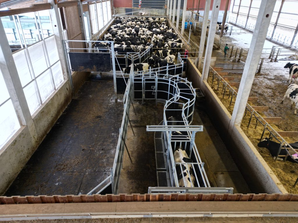 Komplette Fanganlage für Rinder mit Vorwartehof, Treibstrecke und Klauenpflegestand